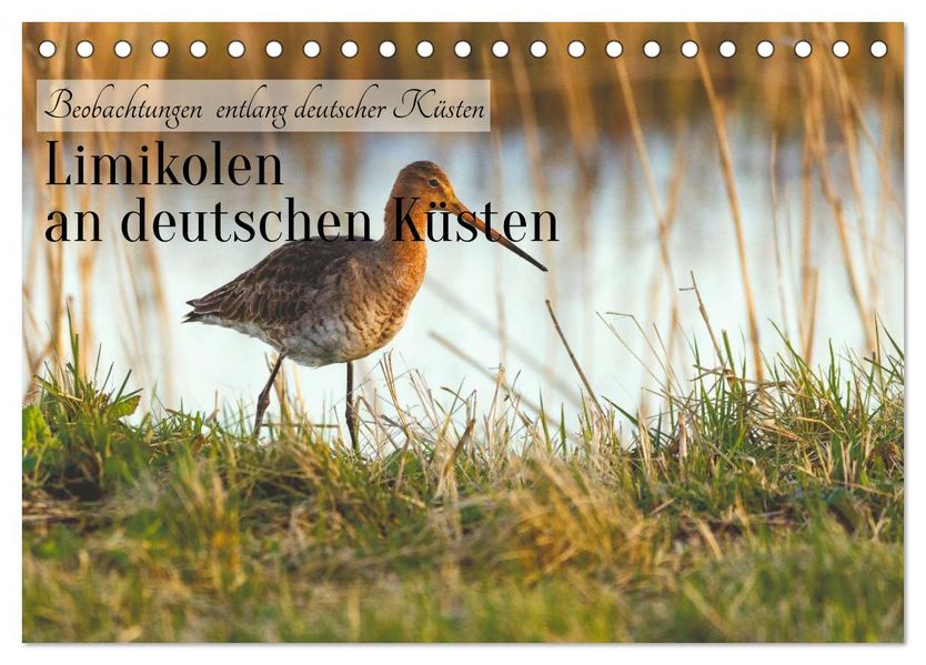 Limikolen an deutschen Küsten (Tischkalender 2027 DIN A5 quer) CALVENDO Monatskalender