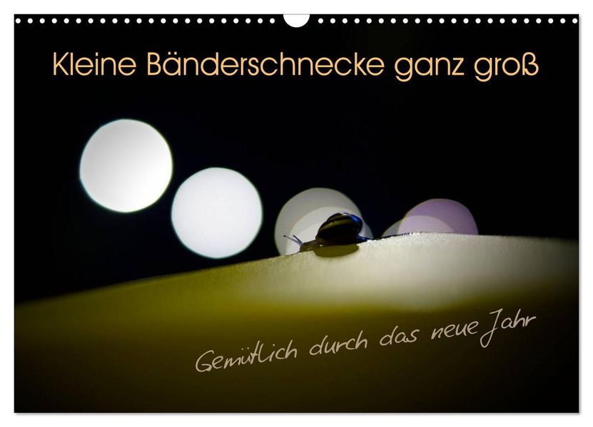 Kleine Bänderschnecke ganz groß - Gemütlich durch das neue Jahr (Wandkalender 2027 DIN A3 quer) CALVENDO Monatskalender