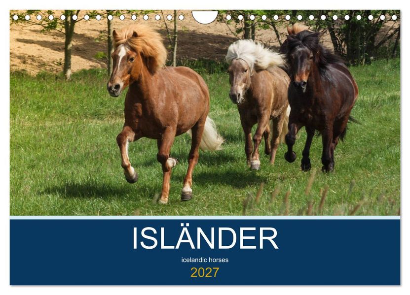 Isländer - icelandic horses (Wandkalender 2027 DIN A4 quer) CALVENDO Monatskalender