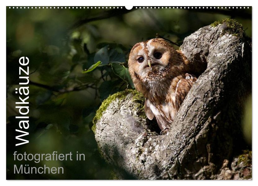 Waldkäuze fotografiert in München (Wandkalender 2027 DIN A2 quer) CALVENDO Monatskalender