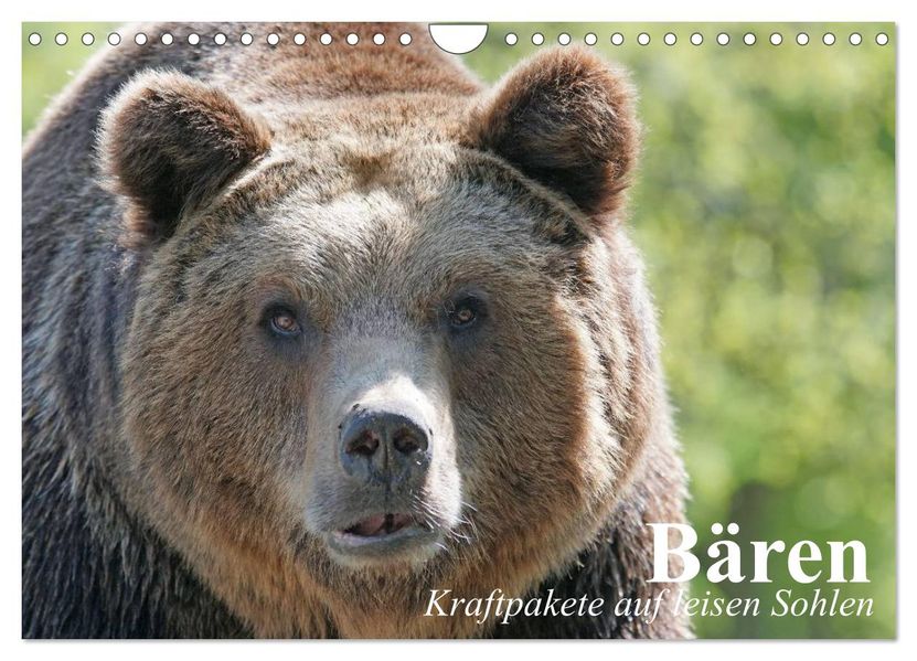Bären. Kraftpakete auf leisen Sohlen (Wandkalender 2027 DIN A4 quer) CALVENDO Monatskalender
