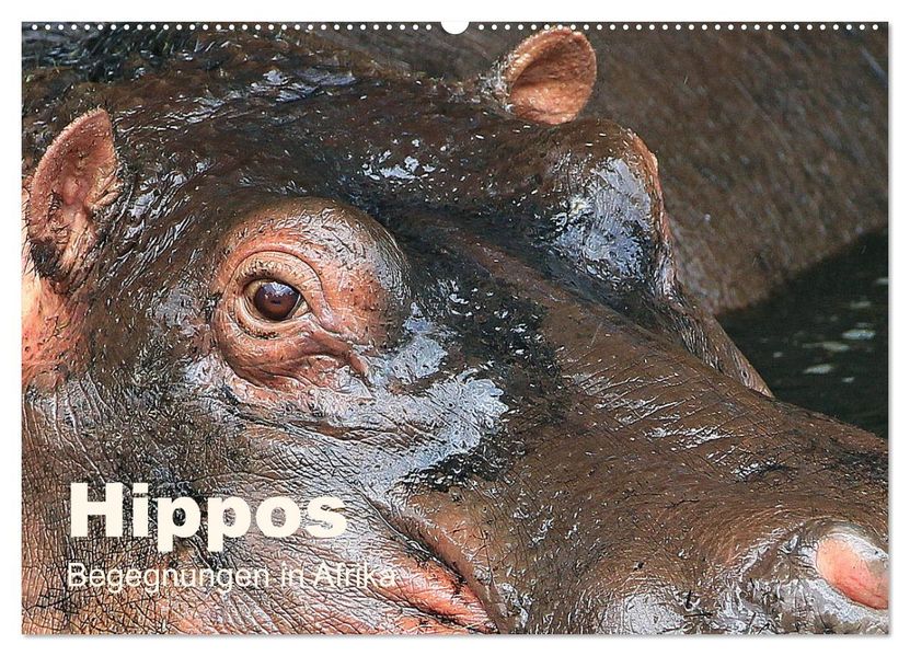 Hippos - Begegnungen in Afrika (Wandkalender 2027 DIN A2 quer) CALVENDO Monatskalender
