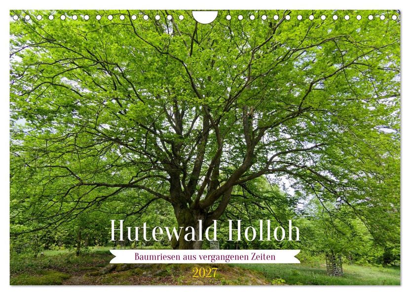 Hutewald Halloh - Baumriesen aus vergangenen Zeiten (Wandkalender 2027 DIN A4 quer) CALVENDO Monatskalender