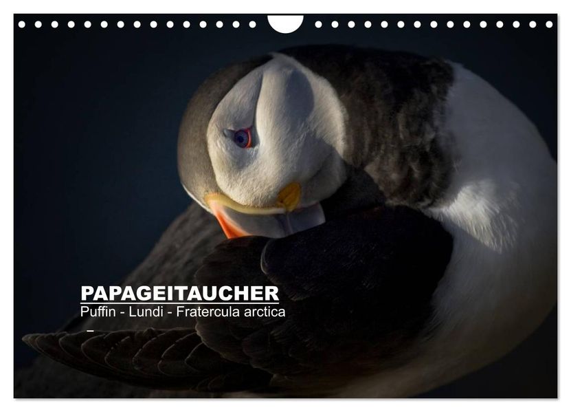 Papageitaucher: Puffin - Lundi - Fratercula arctica (Wandkalender 2027 DIN A4 quer) CALVENDO Monatskalender
