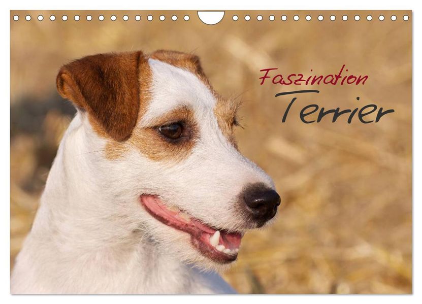 Faszination Terrier (Wandkalender 2027 DIN A4 quer) CALVENDO Monatskalender