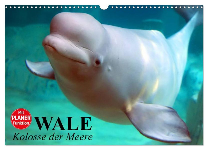 Wale. Kolosse der Meere (Wandkalender 2027 DIN A3 quer) CALVENDO Monatskalender