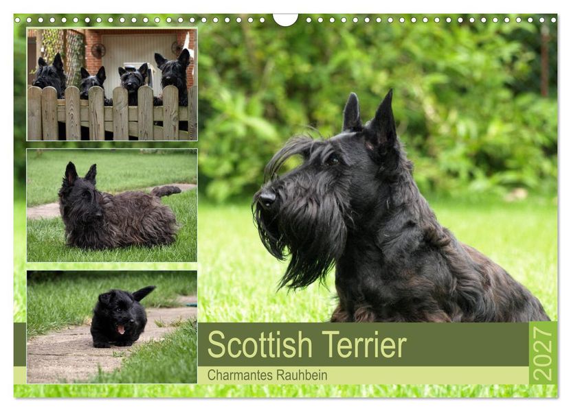 Scottish Terrier - Charmantes Rauhbein (Wandkalender 2027 DIN A3 quer) CALVENDO Monatskalender