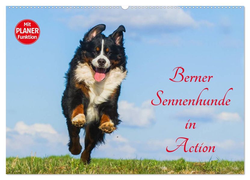 Berner Sennenhunde in Action (Wandkalender 2027 DIN A2 quer) CALVENDO Monatskalender