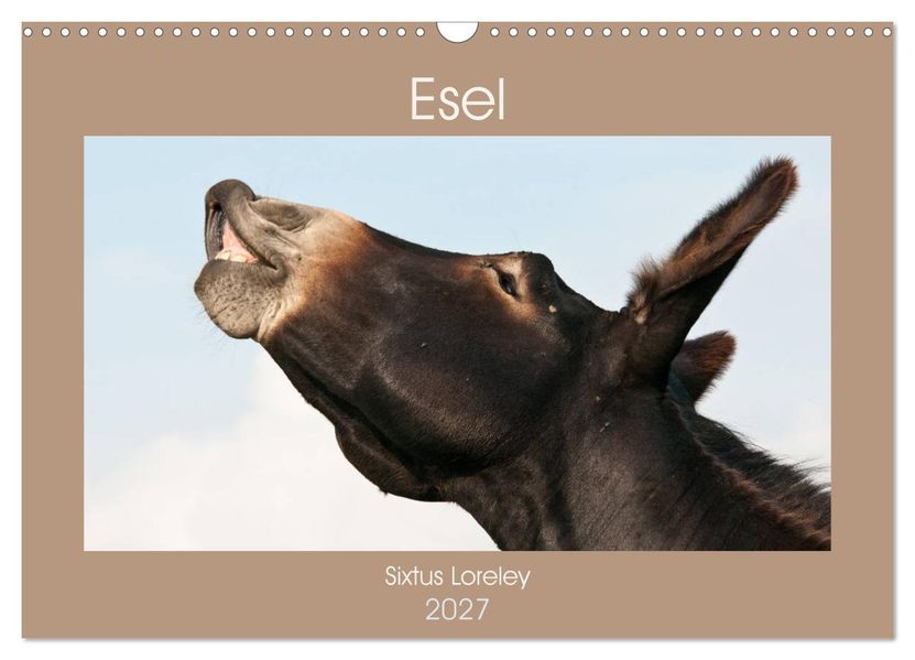 Esel - Sixtus Loreley (Wandkalender 2027 DIN A3 quer) CALVENDO Monatskalender
