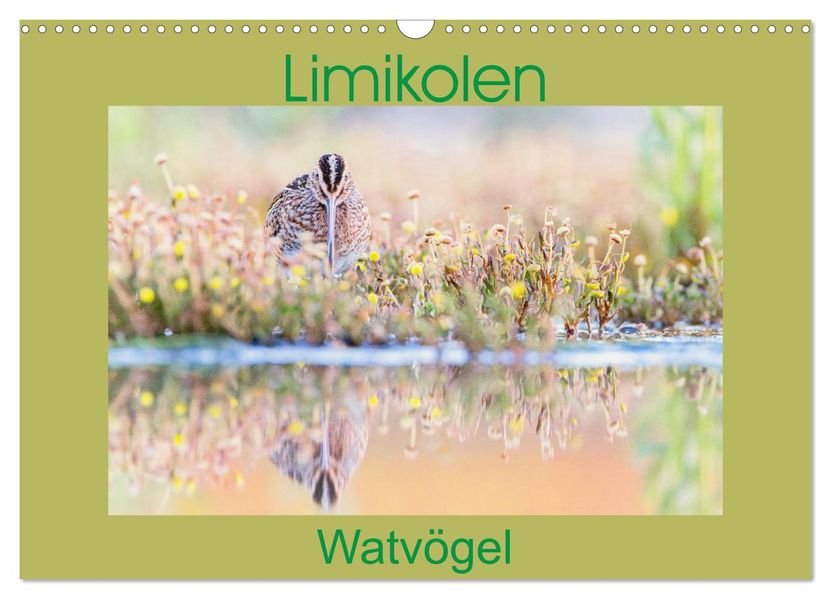 Limikolen - Watvögel aus Europa (Wandkalender 2027 DIN A3 quer) CALVENDO Monatskalender