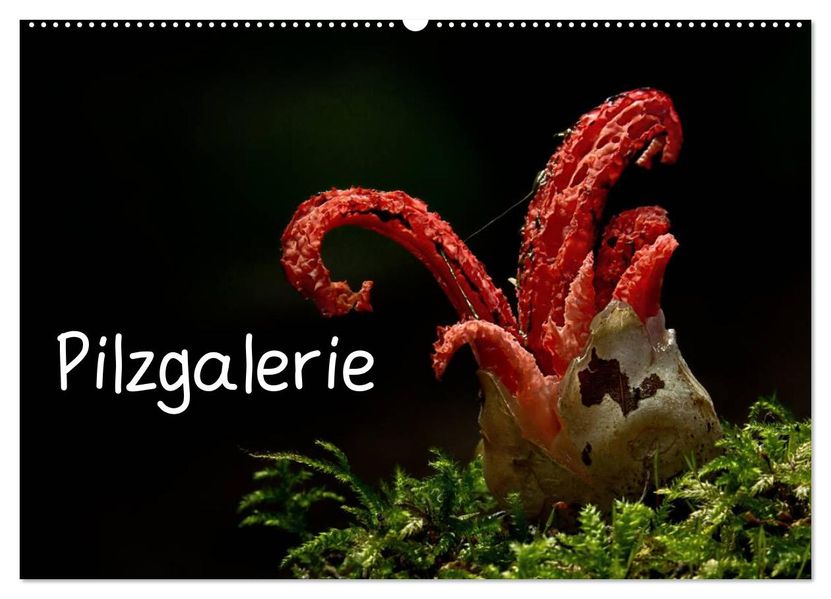 Pilzgalerie (Wandkalender 2027 DIN A2 quer) CALVENDO Monatskalender