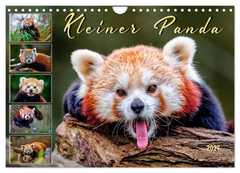 Kleiner Panda (Wandkalender 2027 DIN A4 quer) CALVENDO Monatskalender