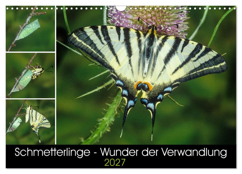Schmetterlinge - Wunder der Verwandlung (Wandkalender 2027 DIN A3 quer) CALVENDO Monatskalender