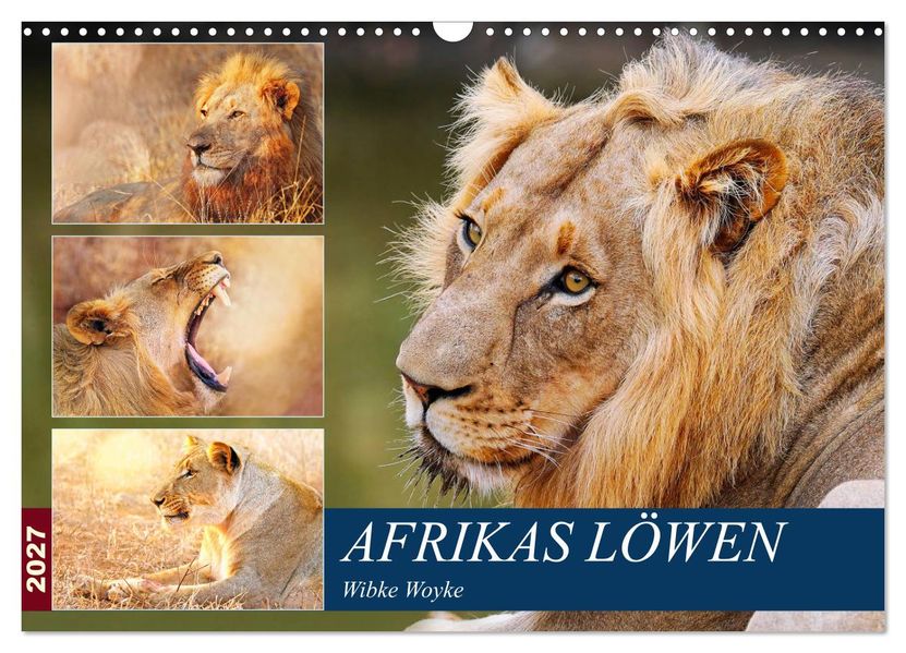 Afrikas Löwen 2027 (Wandkalender 2027 DIN A3 quer) CALVENDO Monatskalender