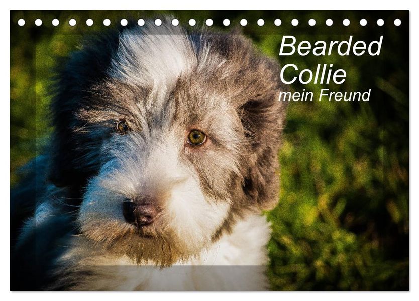 Bearded Collie mein Freund (Tischkalender 2027 DIN A5 quer) CALVENDO Monatskalender