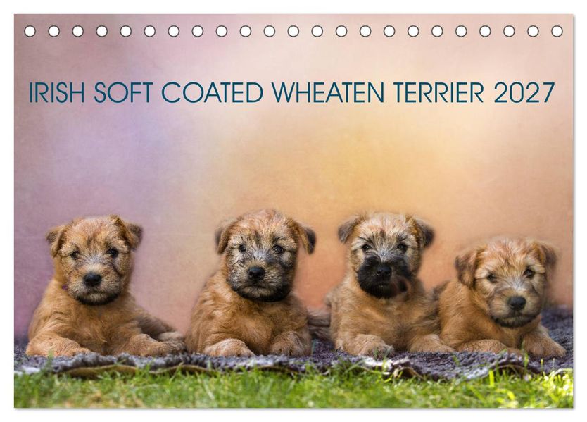 IRISH SOFT COATED WHEATEN TERRIER 2027 (Tischkalender 2027 DIN A5 quer) CALVENDO Monatskalender