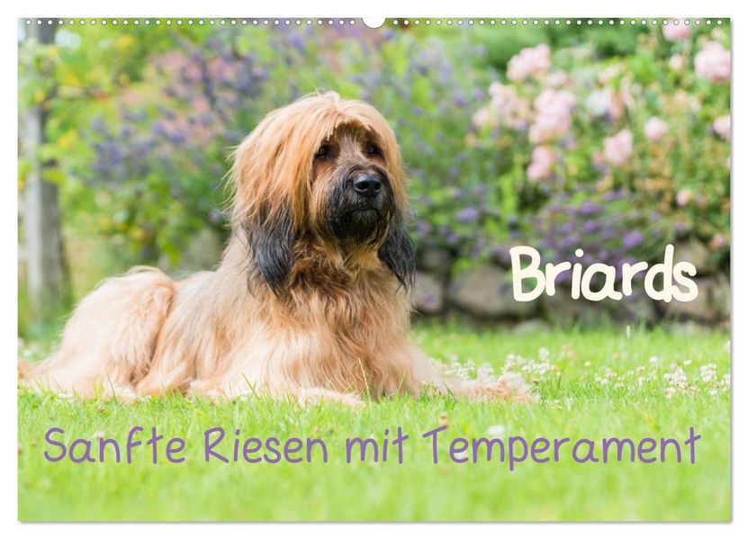Briards - sanfte Riesen mit Temperament (Wandkalender 2027 DIN A2 quer) CALVENDO Monatskalender