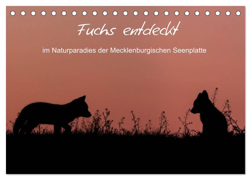 Fuchs entdeckt - im Naturparadies der Mecklenburgischen Seenplatte (Tischkalender 2027 DIN A5 quer) CALVENDO Monatskalender