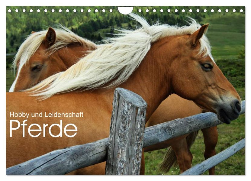 Pferde - Hobby und Leidenschaft (Wandkalender 2027 DIN A4 quer) CALVENDO Monatskalender