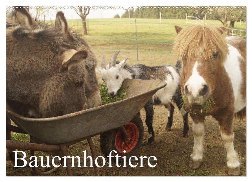 Bauernhoftiere (Wandkalender 2027 DIN A2 quer) CALVENDO Monatskalender