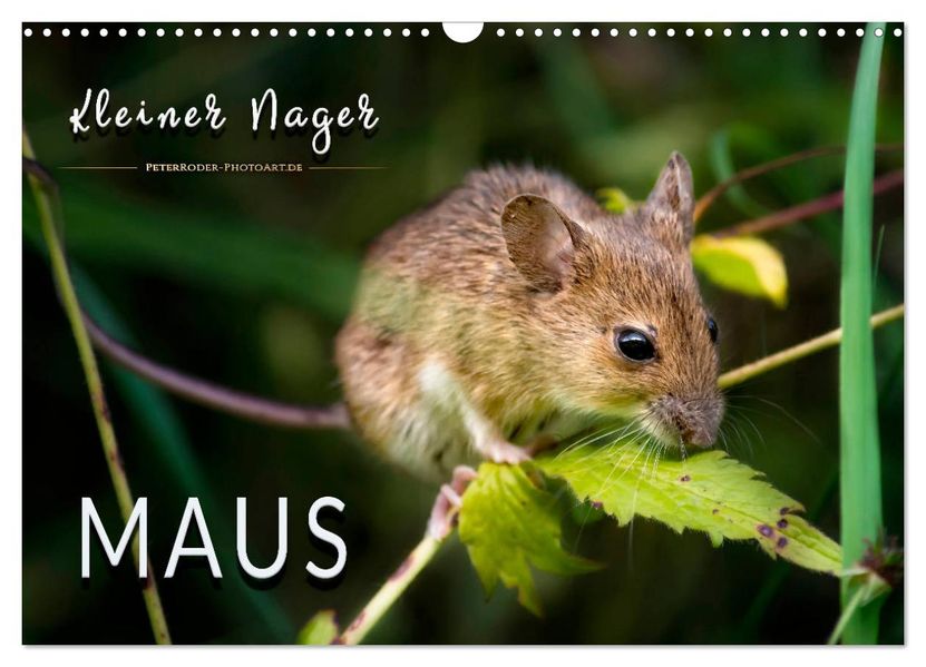 Kleiner Nager - Maus (Wandkalender 2027 DIN A3 quer) CALVENDO Monatskalender