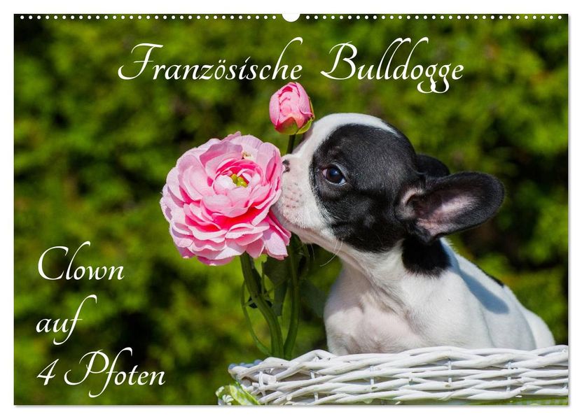 Französische Bulldogge - Clown auf 4 Pfoten (Wandkalender 2027 DIN A2 quer) CALVENDO Monatskalender