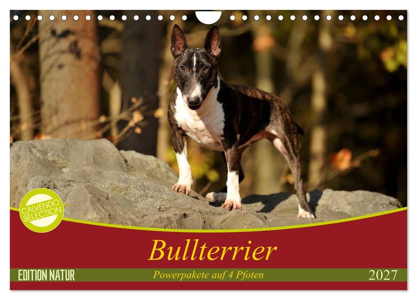 Bullterrier Powerpakete auf 4 Pfoten (Wandkalender 2027 DIN A4 quer) CALVENDO Monatskalender