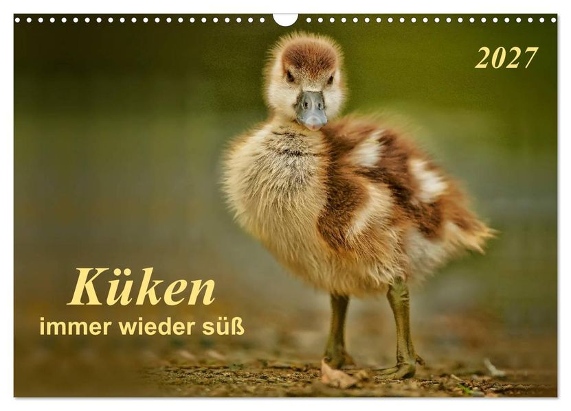 Küken - immer wieder süß (Wandkalender 2027 DIN A3 quer) CALVENDO Monatskalender