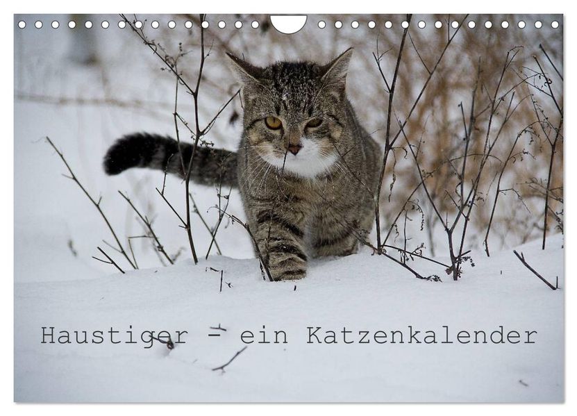 Haustiger - Ein Katzenkalender (Wandkalender 2027 DIN A4 quer) CALVENDO Monatskalender