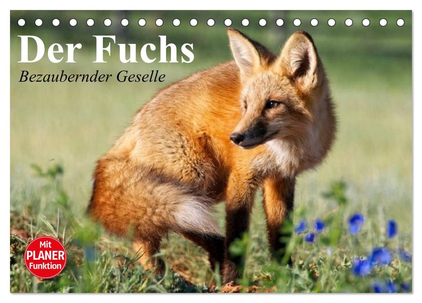 Der Fuchs. Bezaubernder Geselle (Tischkalender 2027 DIN A5 quer) CALVENDO Monatskalender
