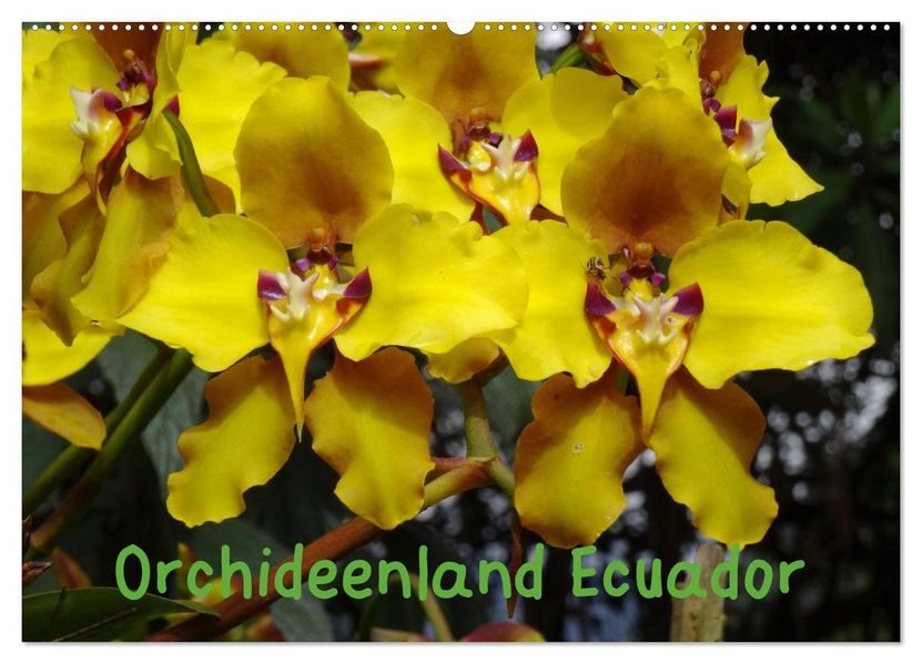 Orchideenland Ecuador (Wandkalender 2027 DIN A2 quer) CALVENDO Monatskalender