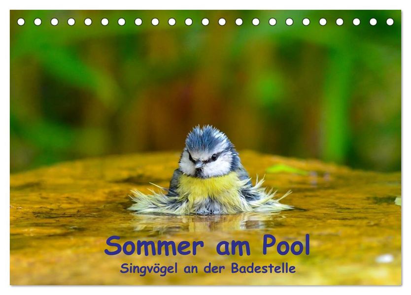 Sommer am Pool - Singvögel an der Badestelle (Tischkalender 2027 DIN A5 quer) CALVENDO Monatskalender