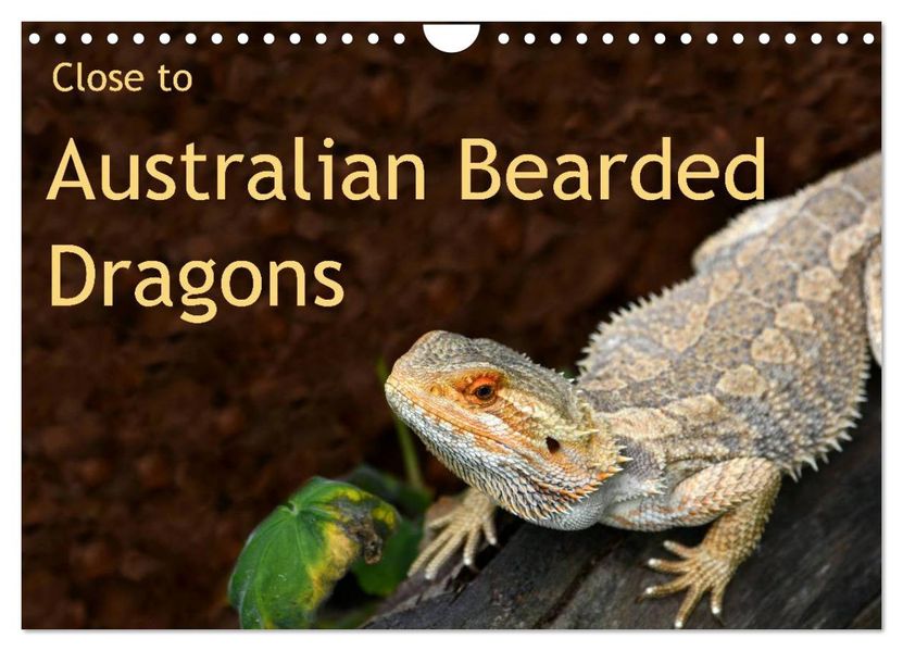 Close to Australian Bearded Dragons (Wall Calendar 2027 DIN A4 landscape) CALVENDO 12 Month Wall Calendar