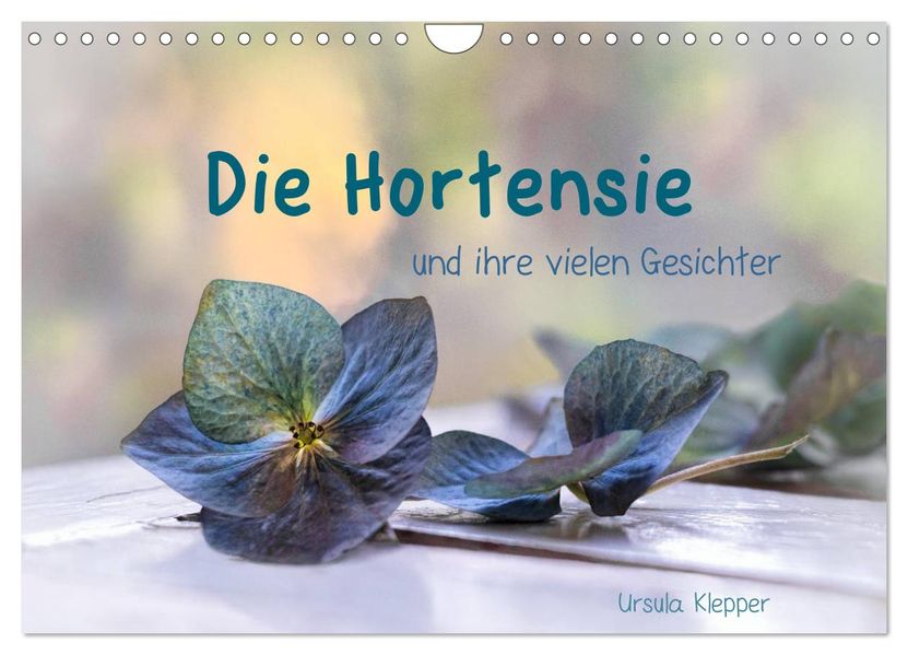 Die Hortensie und ihre vielen Gesichter (Wandkalender 2027 DIN A4 quer) CALVENDO Monatskalender
