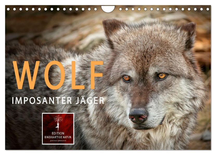 Wolf - Imposanter Jäger (Wandkalender 2027 DIN A4 quer) CALVENDO Monatskalender