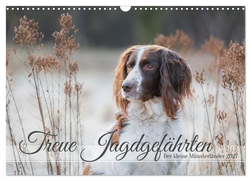 Treue Jagdgefährten Der kleine Münsterländer (Wandkalender 2027 DIN A3 quer) CALVENDO Monatskalender