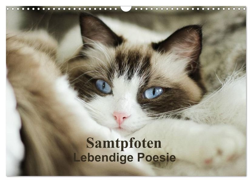 Samtpfoten Lebendige Poesie (Wandkalender 2027 DIN A3 quer) CALVENDO Monatskalender
