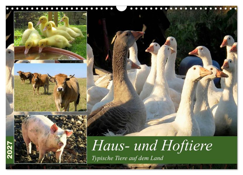 Haus- und Hoftiere (Wandkalender 2027 DIN A3 quer) CALVENDO Monatskalender
