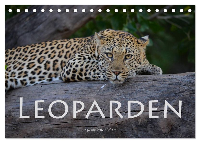 Leoparden - groß und klein (Tischkalender 2027 DIN A5 quer) CALVENDO Monatskalender