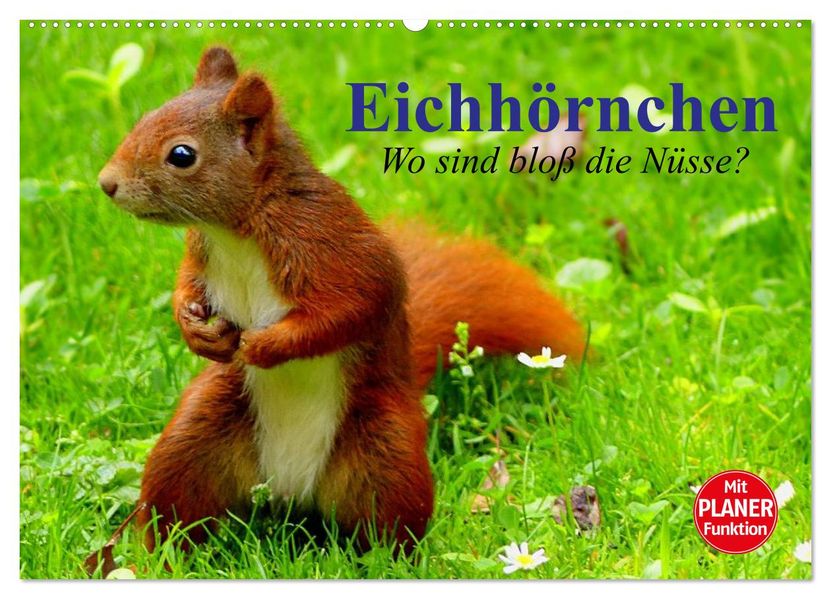 Eichhörnchen. Wo sind bloß die Nüsse? (Wandkalender 2027 DIN A2 quer) CALVENDO Monatskalender