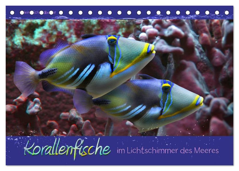 Korallenfische im Lichtschimmer des Meeres (Tischkalender 2027 DIN A5 quer) CALVENDO Monatskalender