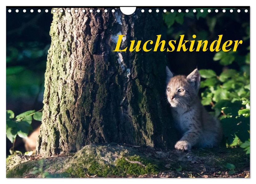 Luchskinder (Wandkalender 2027 DIN A4 quer) CALVENDO Monatskalender