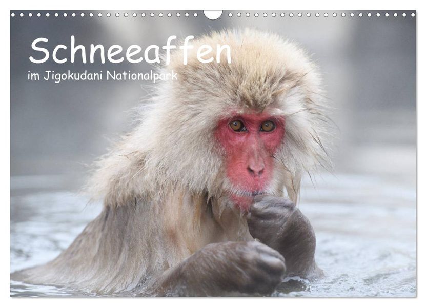 Schneeaffen im Jigokudani Nationalpark (Wandkalender 2027 DIN A3 quer) CALVENDO Monatskalender