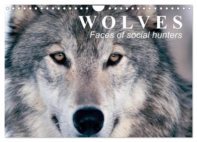 Wolves Faces of social hunters (Wall Calendar 2027 DIN A4 landscape) CALVENDO 12 Month Wall Calendar