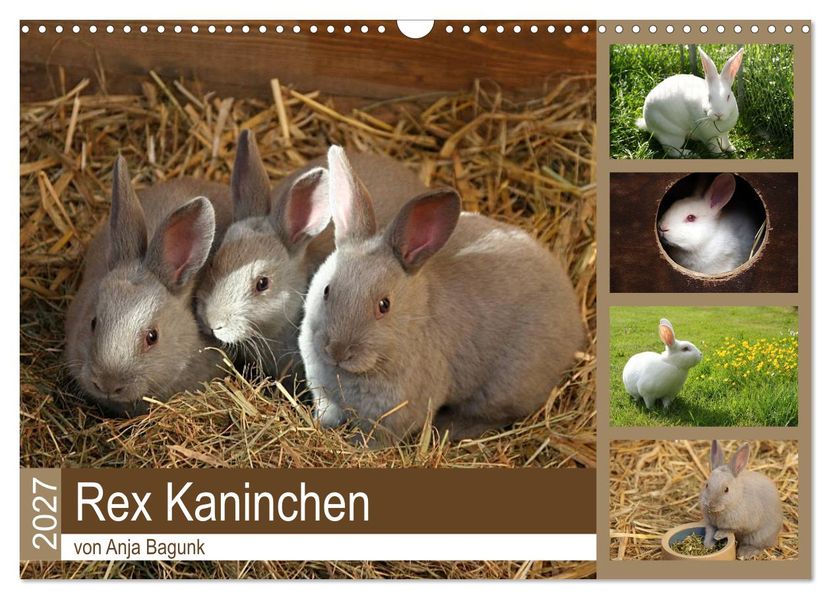 Rex - Kaninchen (Wandkalender 2027 DIN A3 quer) CALVENDO Monatskalender