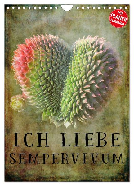 Ich liebe Sempervivum (Wandkalender 2027 DIN A4 hoch) CALVENDO Monatskalender