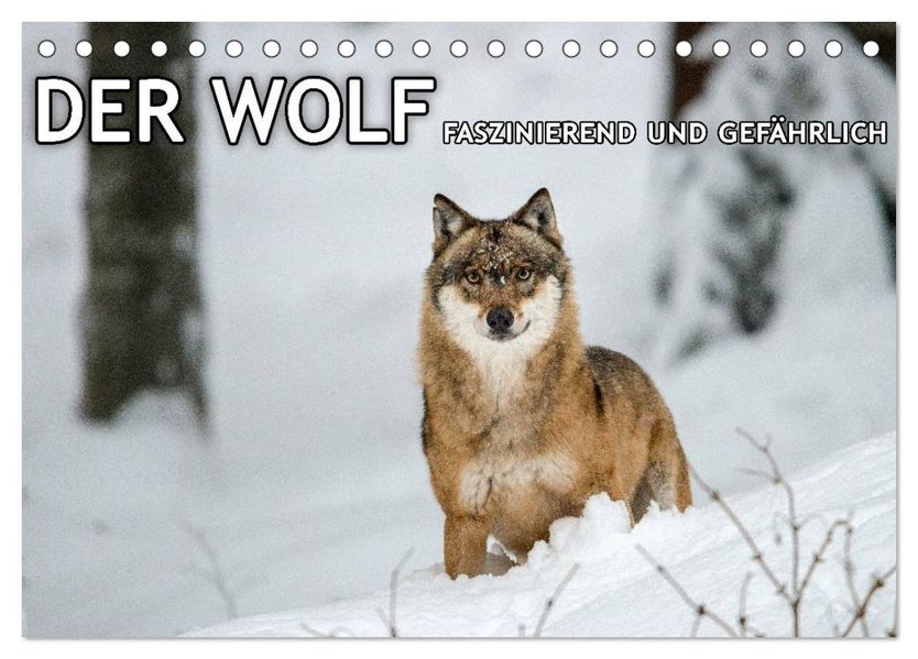 DER WOLF - faszinierend und gefährlich (Tischkalender 2027 DIN A5 quer) CALVENDO Monatskalender