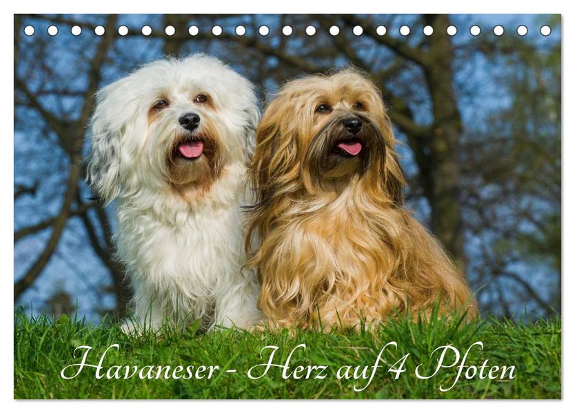 Havaneser - Herz auf 4 Pfoten (Tischkalender 2027 DIN A5 quer) CALVENDO Monatskalender