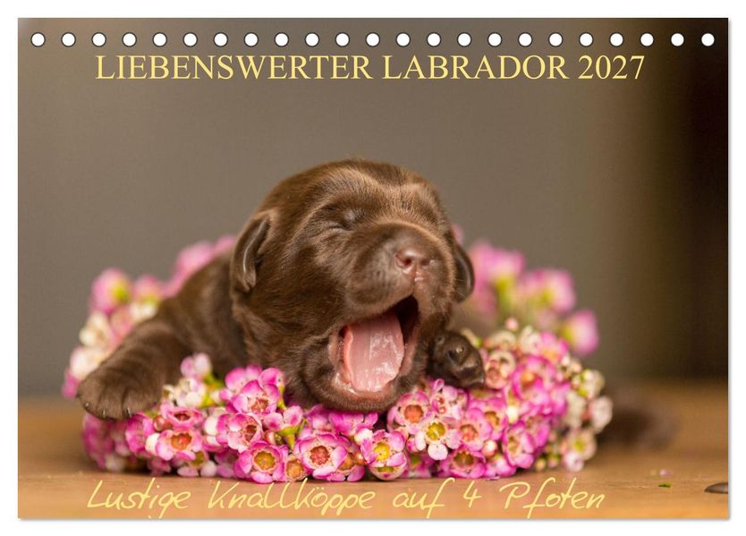 Liebenswerter Labrador 2027 (Tischkalender 2027 DIN A5 quer) CALVENDO Monatskalender