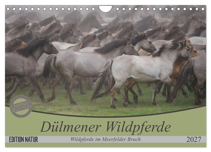 Dülmener Wildpferde - Wildpferde im Meerfelder Bruch (Wandkalender 2027 DIN A4 quer) CALVENDO Monatskalender